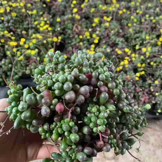 23645 ローリーエーナス