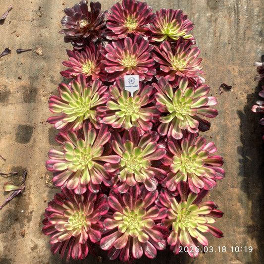 360480 アエオニウム フレーム　スピリット