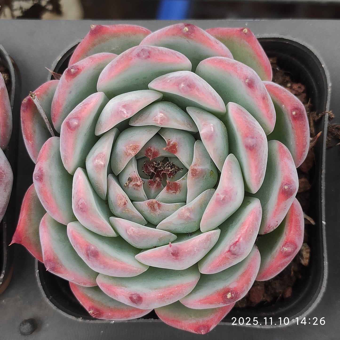 22599  チワワエンシス（6.5cm pot）