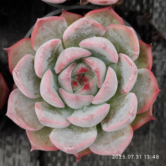 MMT825 かキャロライン（5.5cm pot）