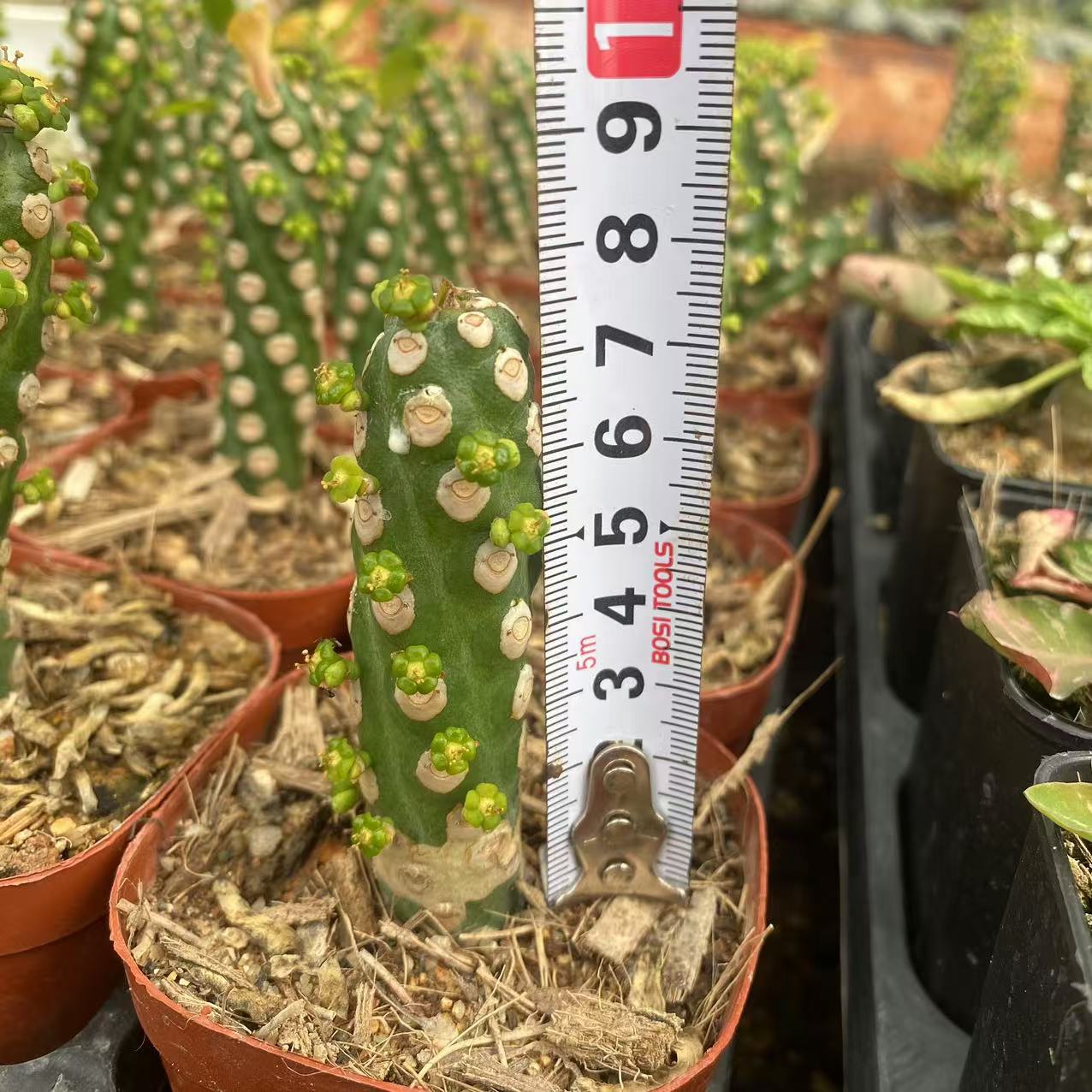 ZL490 ロイリーナー　ブワーズ（7.5cm pot）