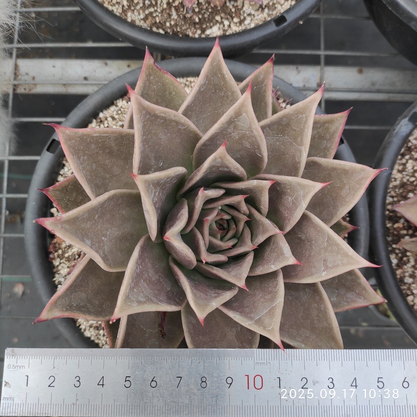 NGN374 スターズ（18cm pot）