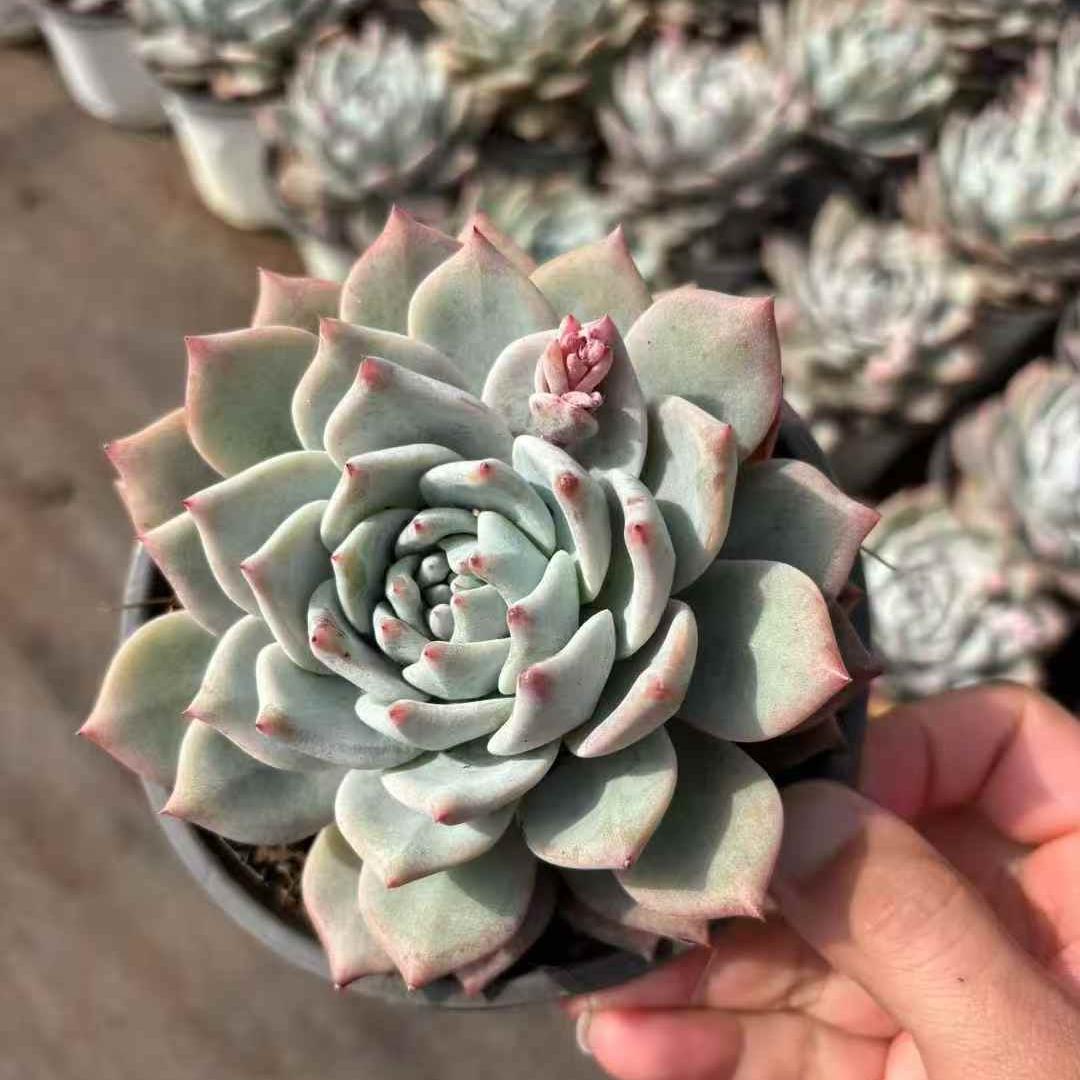 261091 ブルーバード