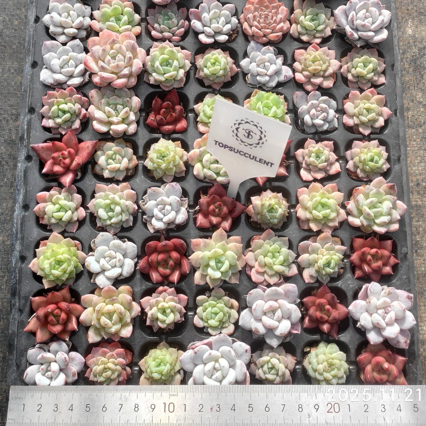 21736  チワワエンシス x フランク（3cm pot）（ポット苗）