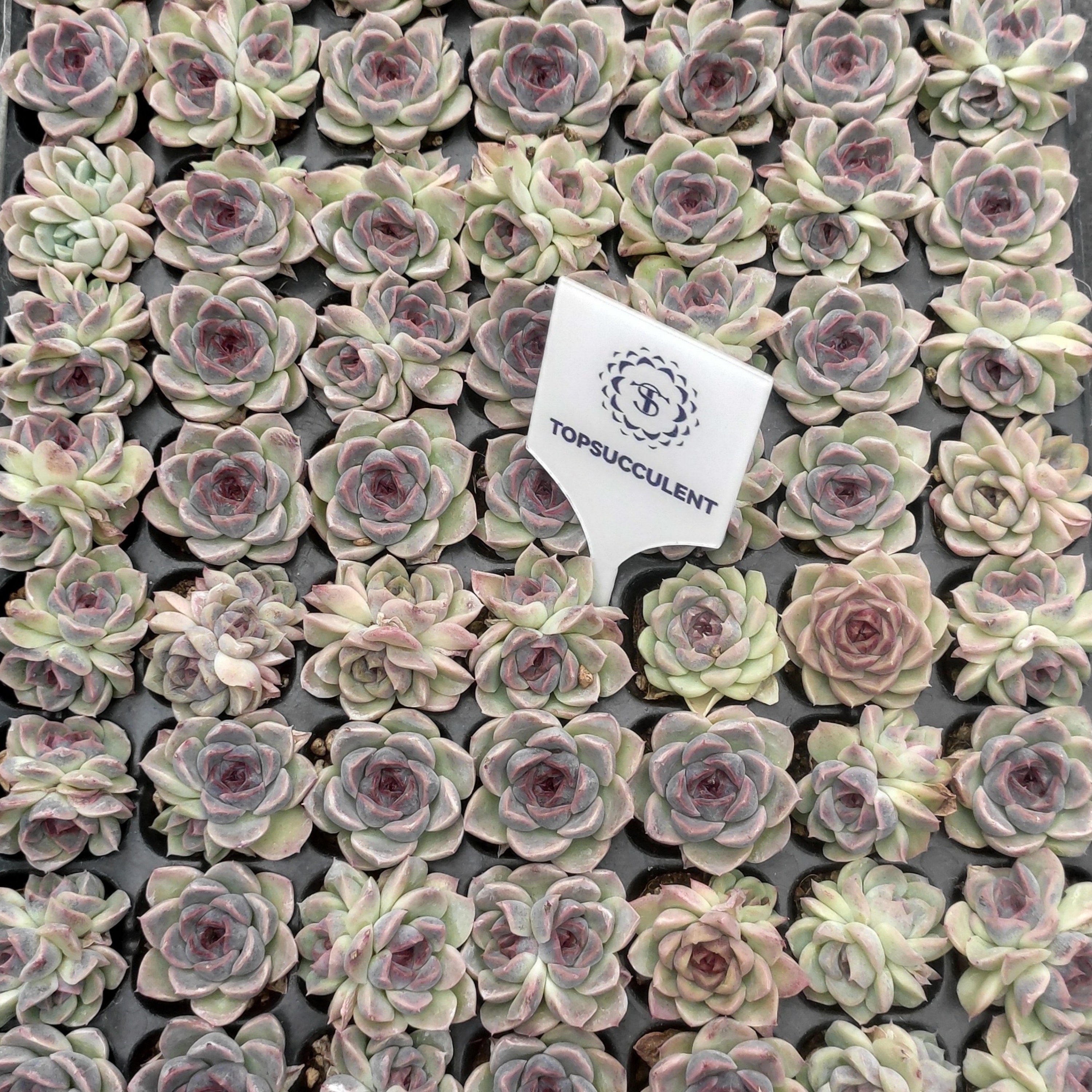 プラグトレー苗 20260115 – Top Succulent®