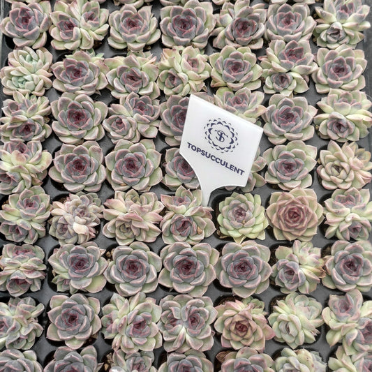 22144  ブラックローズ（3cm pot）（ポット苗）