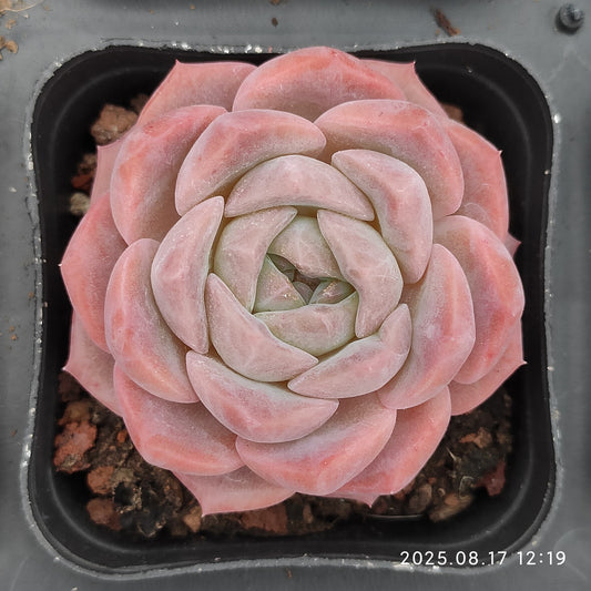 LMM391 レッド　ベルベット Hyb（6.5 cm pot）