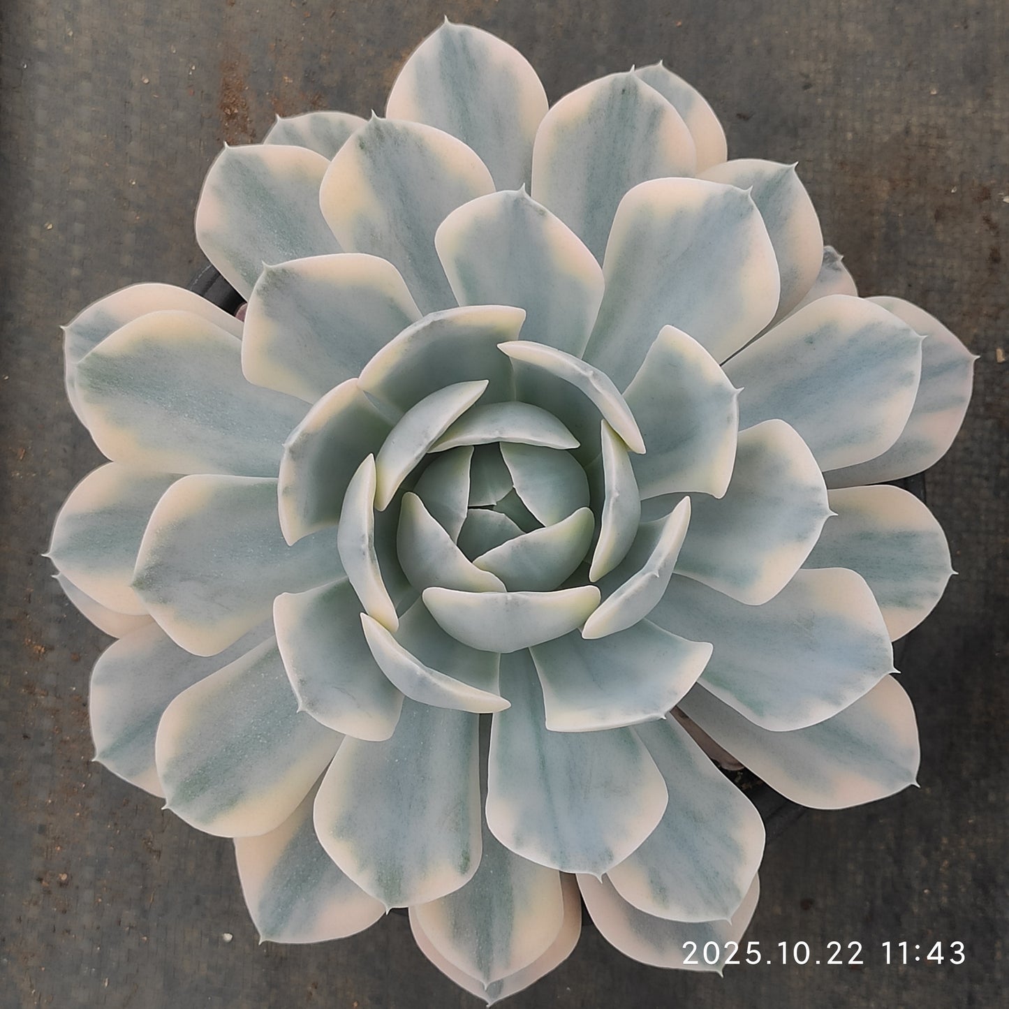 THH114 マケベニア錦（18cm pot）