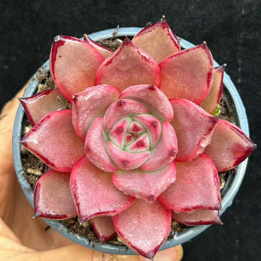 BL1888 ロメオ（9cm pot）