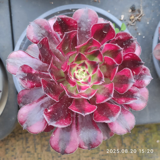 ON722 レッド　ハット（10cm pot）