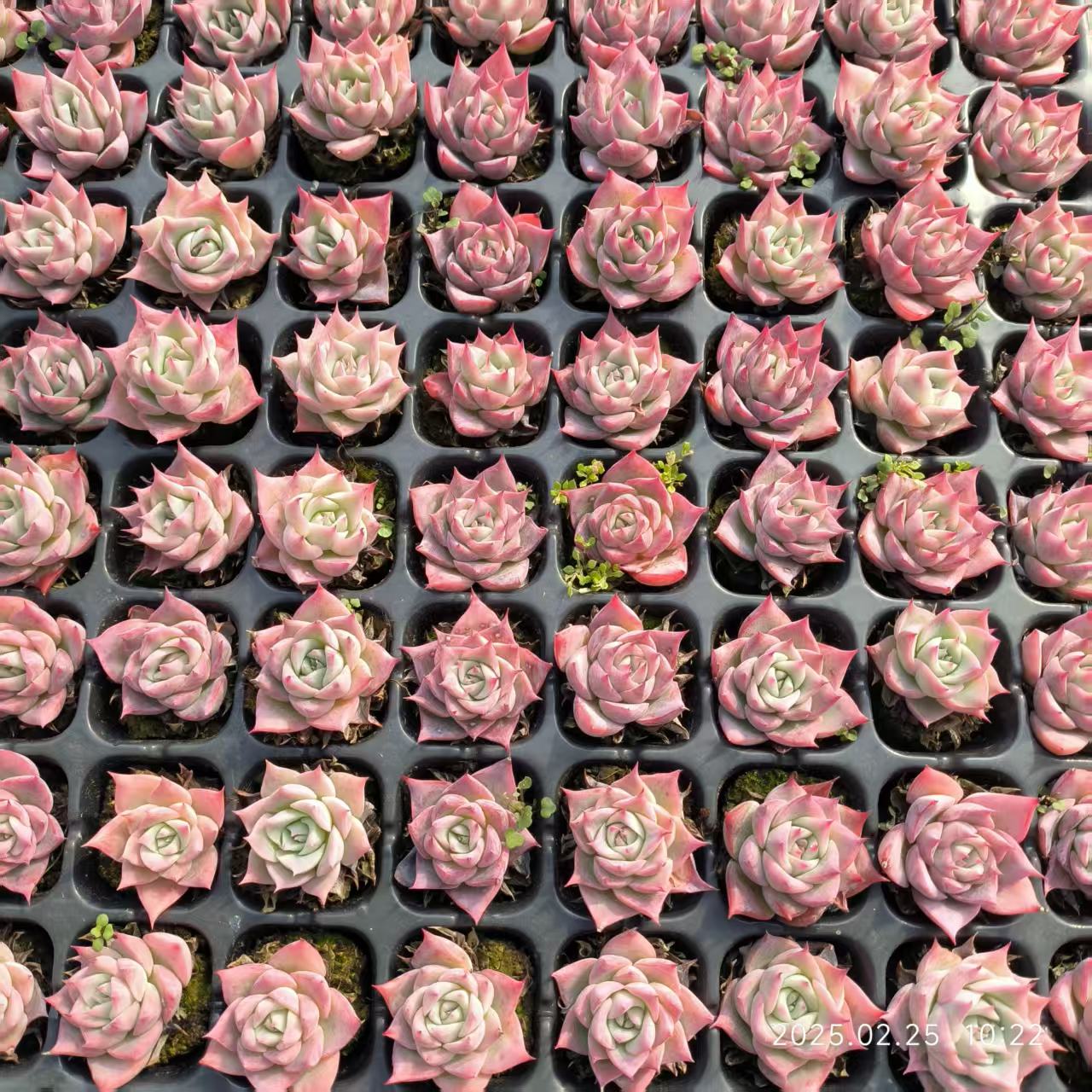 XS793 スカイワールド(3cm pot)
