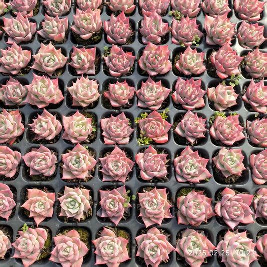 XS793 スカイワールド(3cm pot)