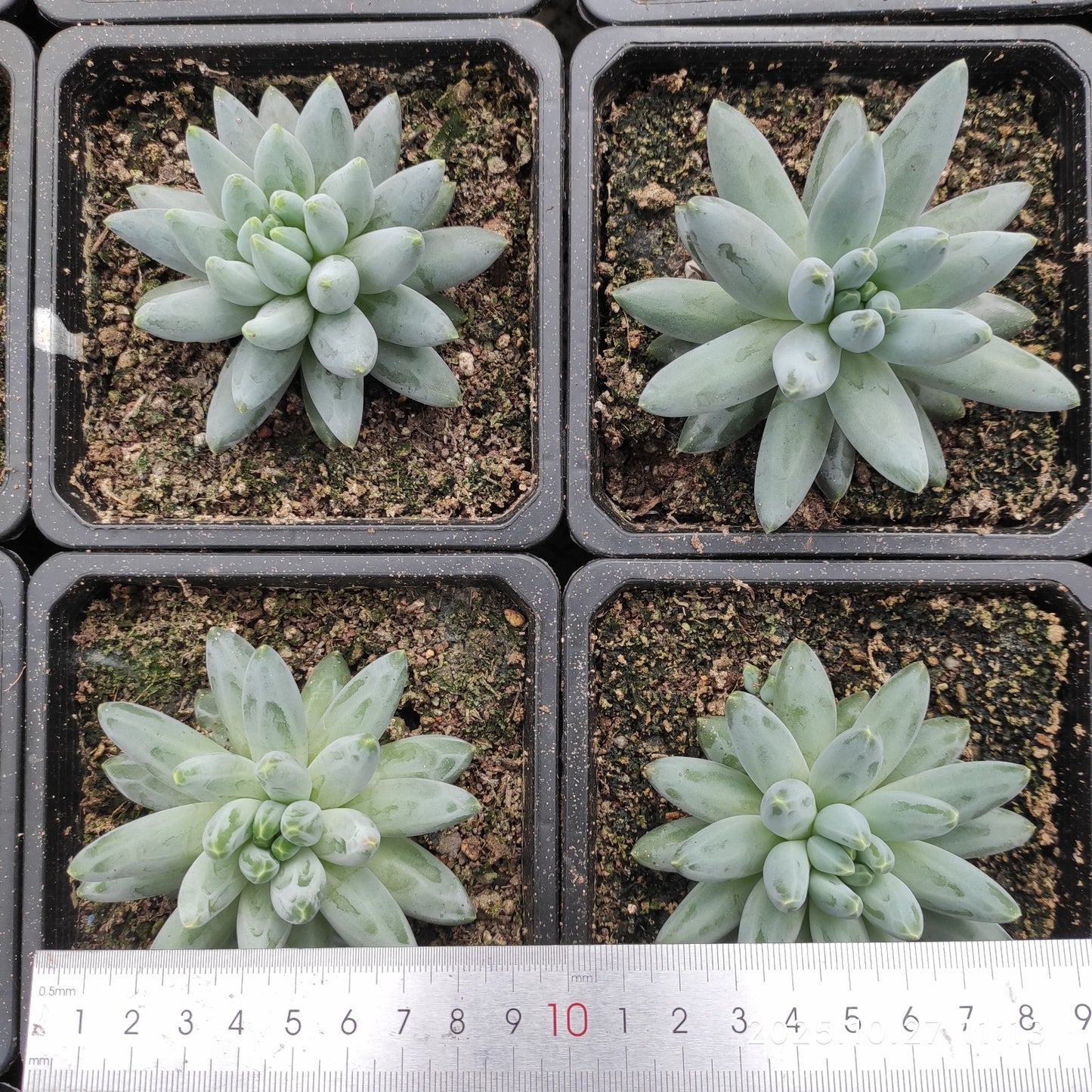 ZAJ079 イカーラス（12cm pot）