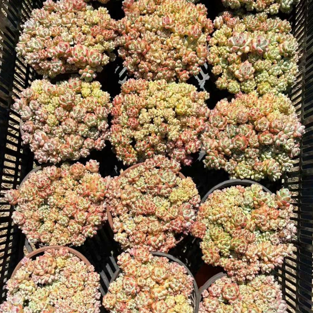 23556 キャラメルスプライト（ファンタジー）（12cm pot）