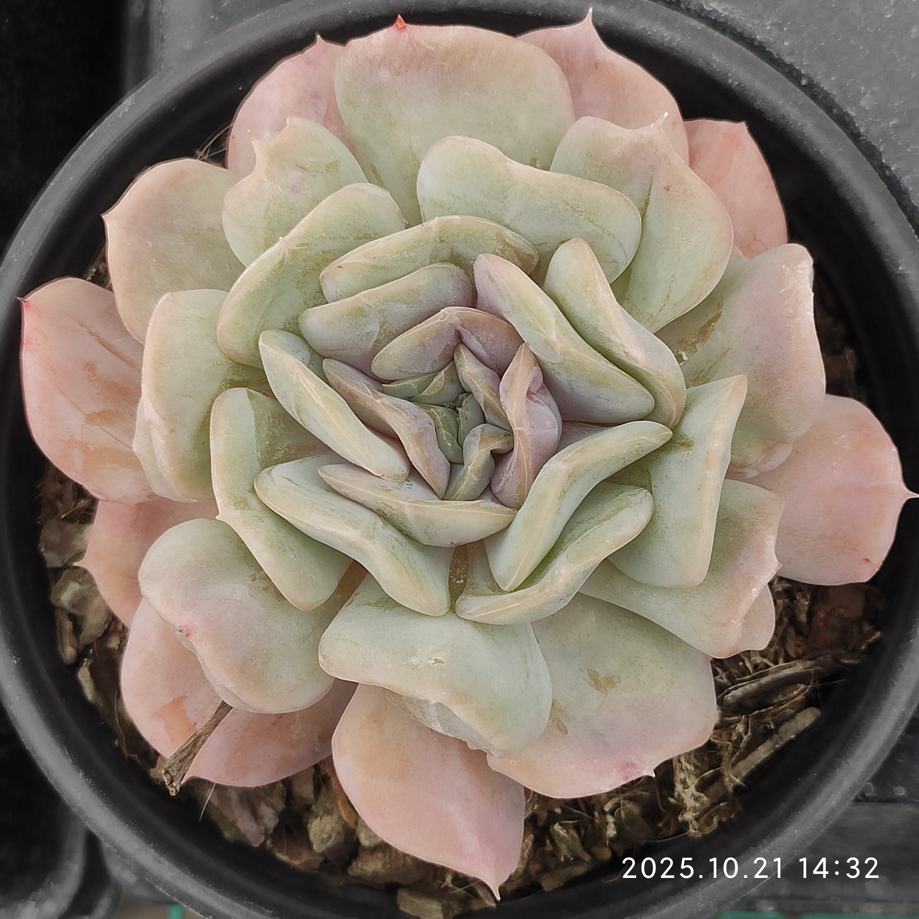 エケベリア　まとめ売り エケベリア 大苗20251204 – Top Succulent®