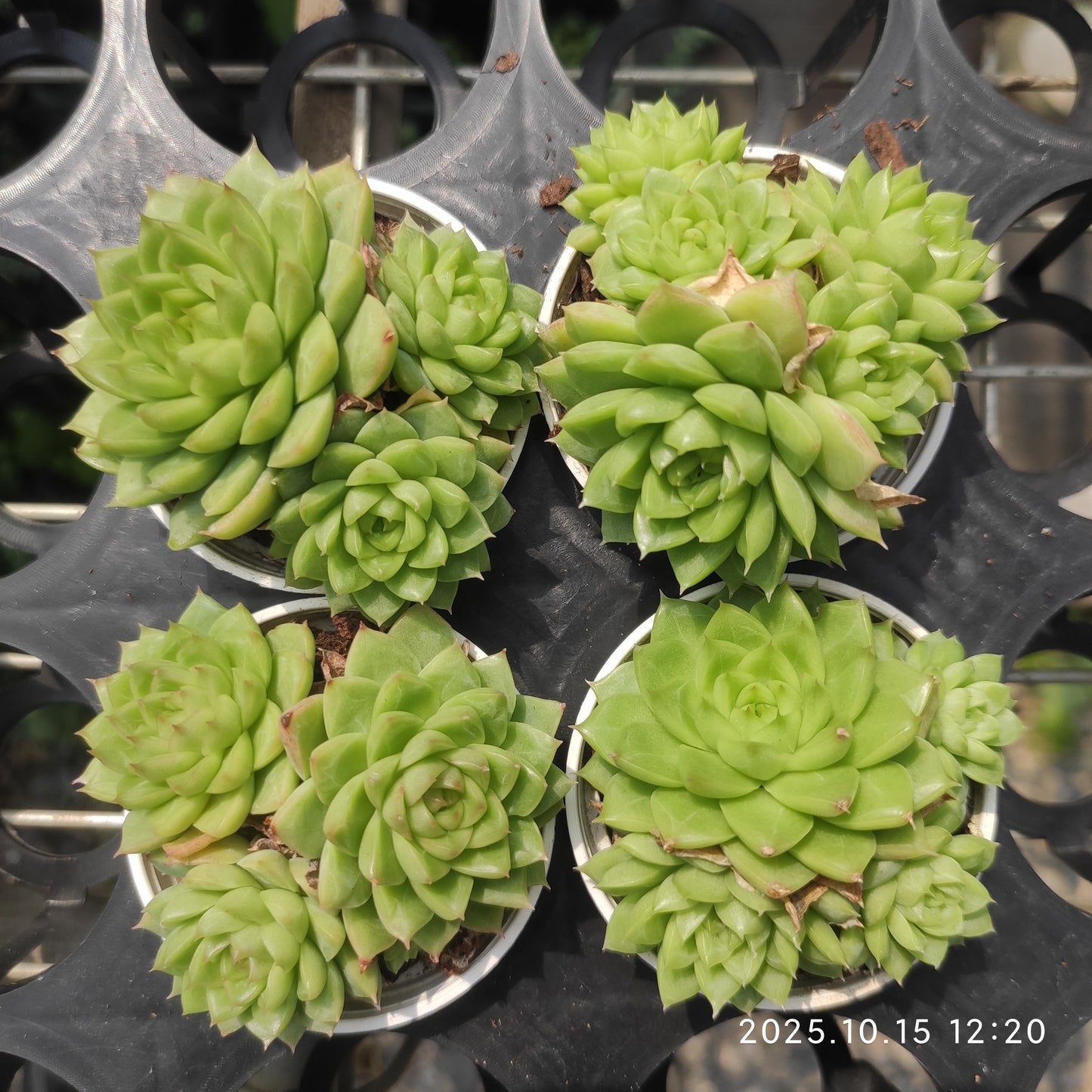 20870 新品種　クイーンローズHyb（5.5cm pot）