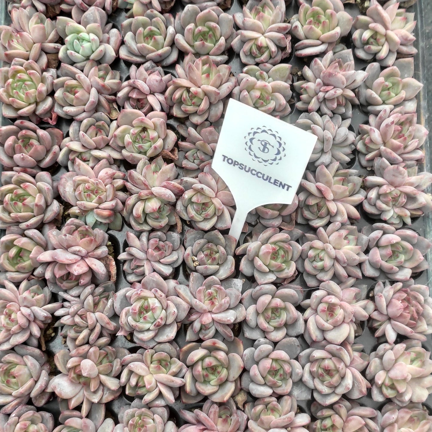 22145  オレンジモンローQ（3cm pot）（ポット苗）