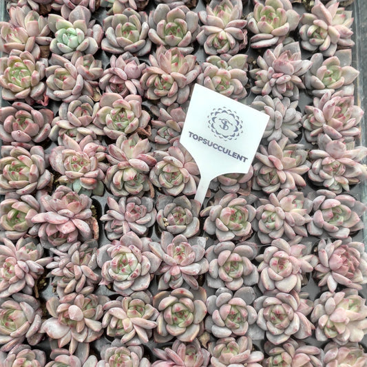 22145  オレンジモンローQ（3cm pot）（ポット苗）