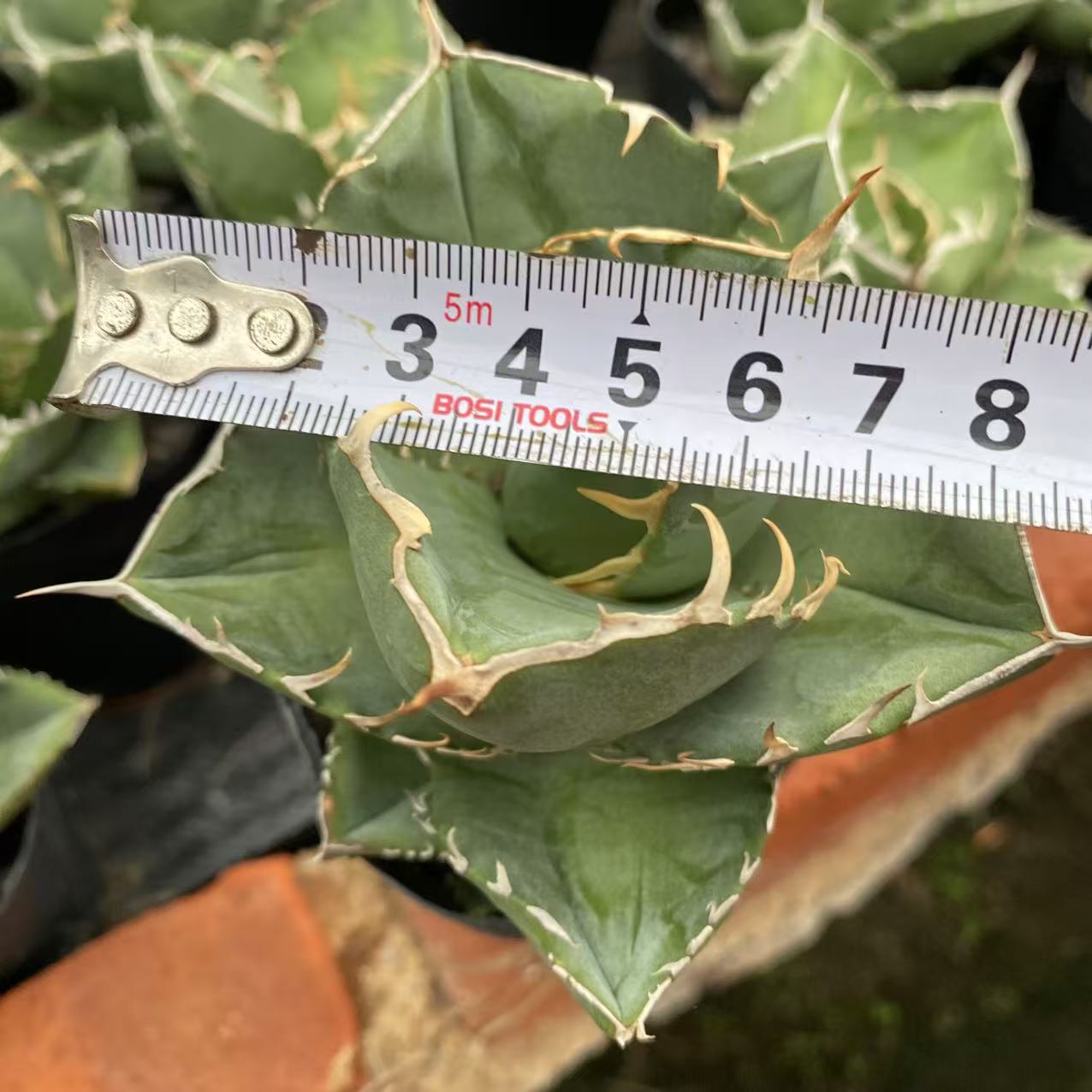 ZL661 アガベ チタノタ 卡比兽（8cm pot）