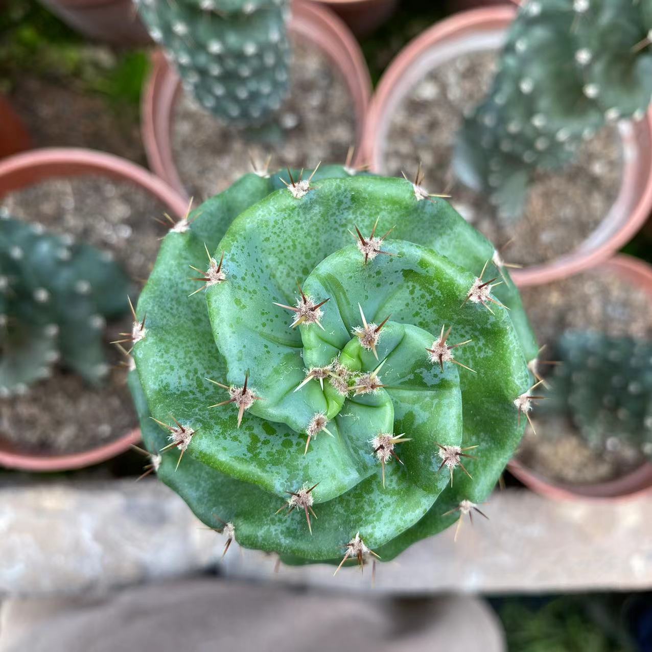 ZL098  セレウス ペルビアナス（9cm pot）