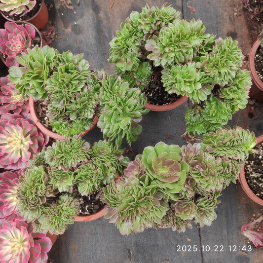 BC034 アエオニウム　ハロウィン綴化（17cm pot）