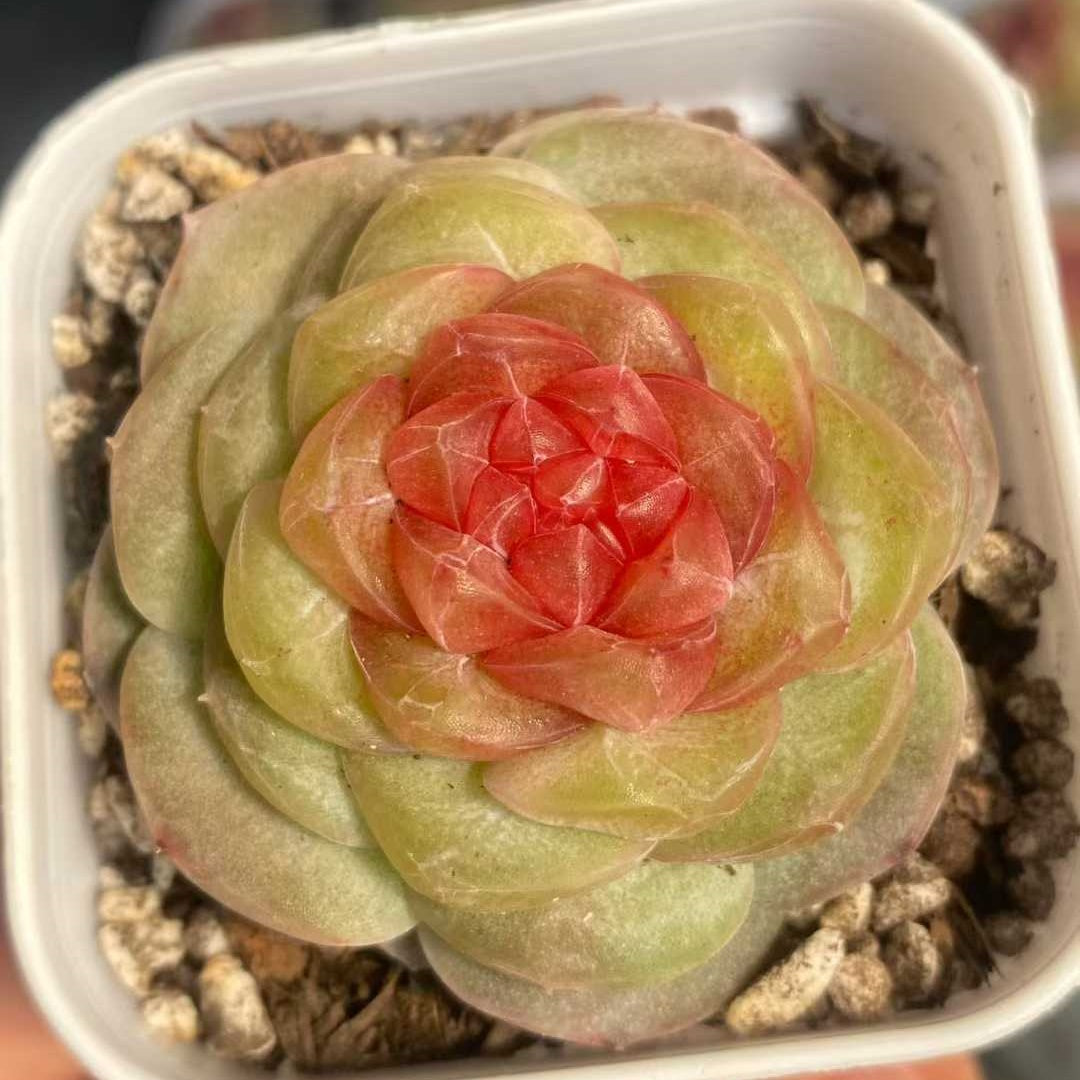 24783 アイス　ミスト