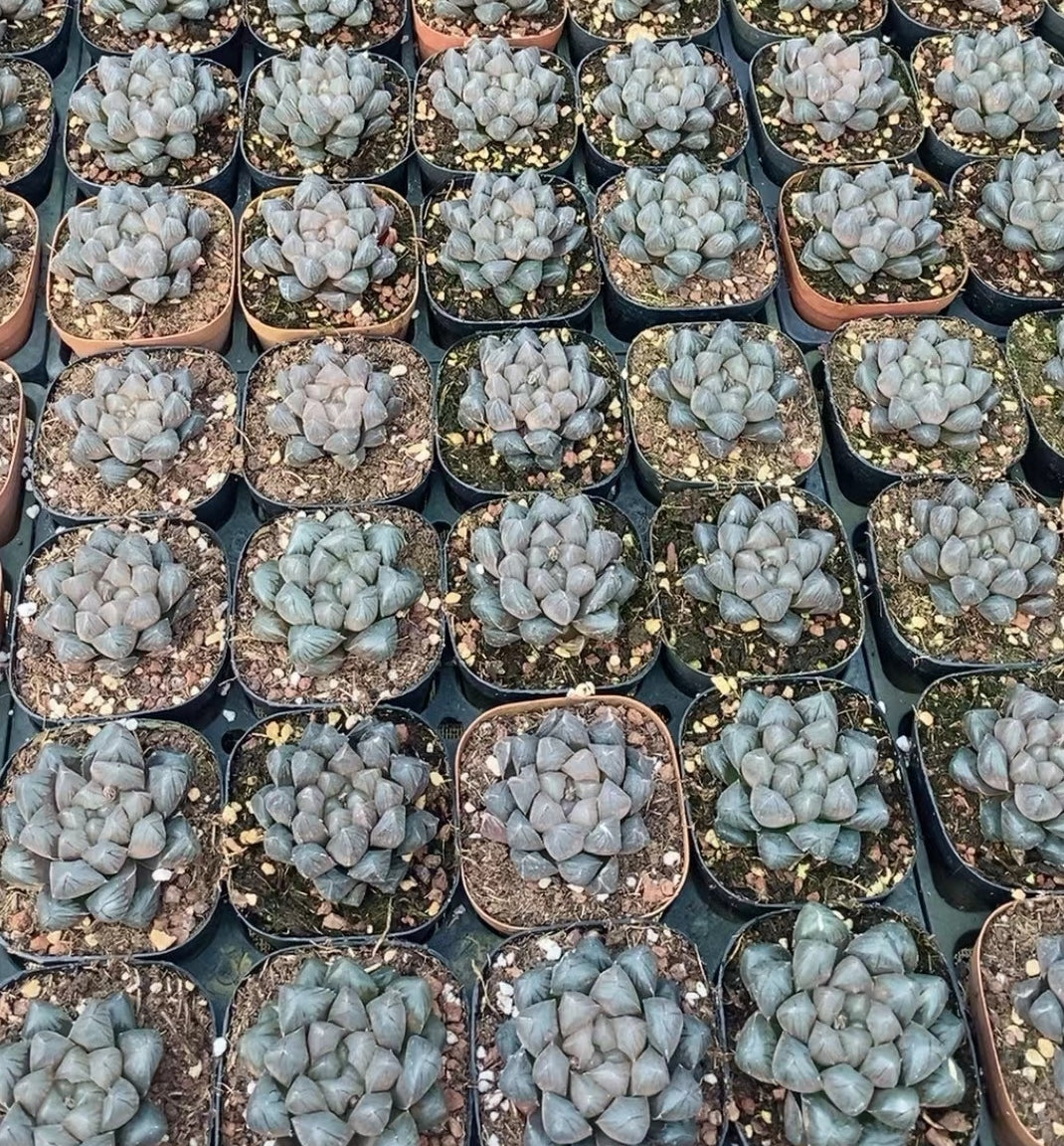 8030 ドドソンオプツ-サ