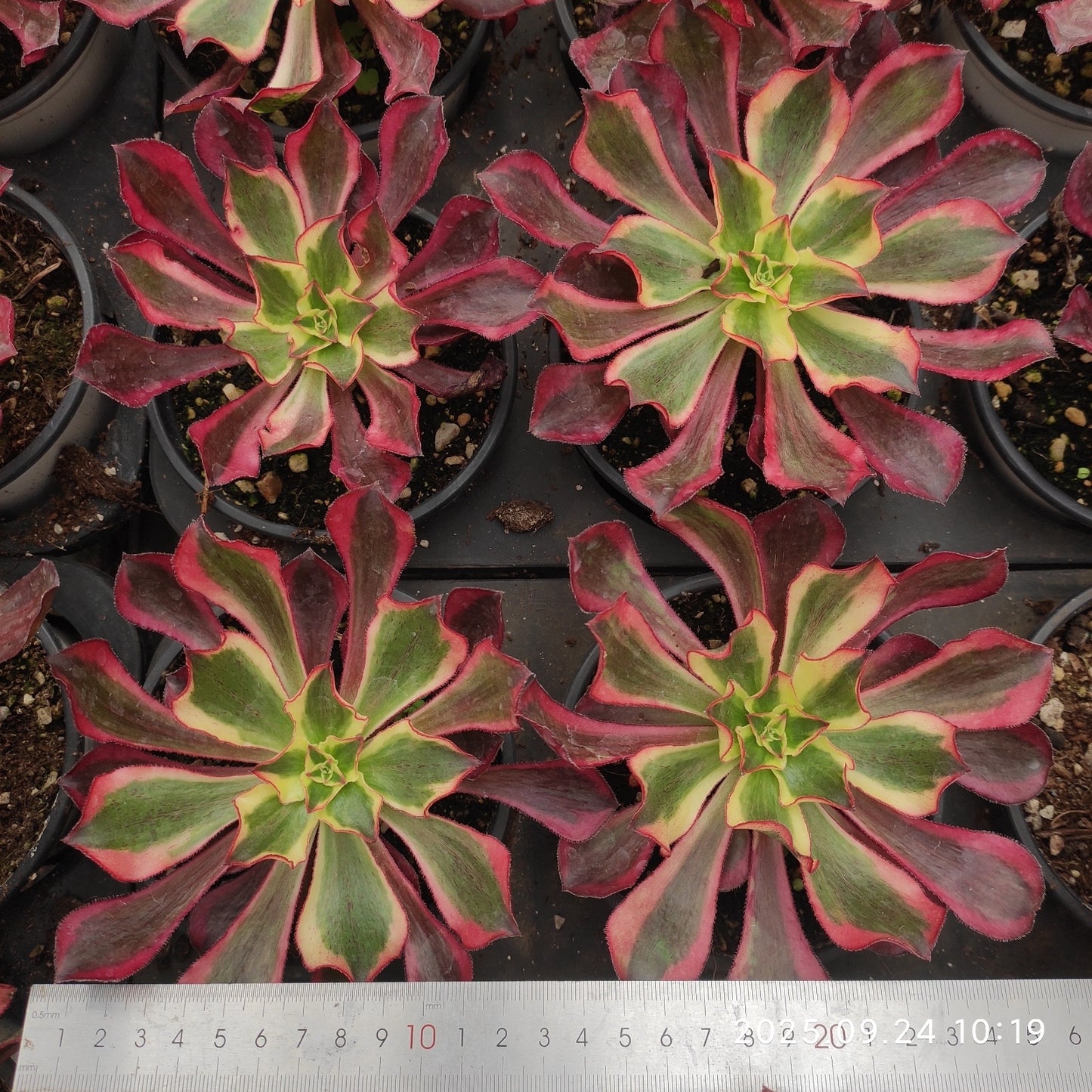 ON122 アエオニウム　ファントム（12cm pot）