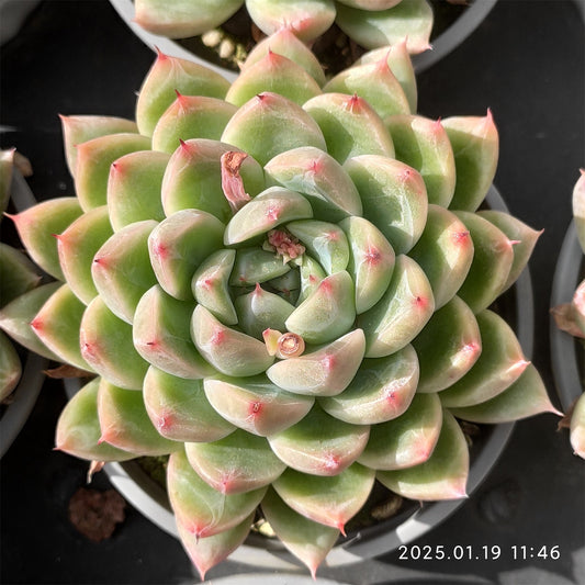 NGN398 アイス　マウンティン　ローイー(9cm pot)