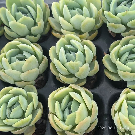 JC122 ベリー (3cm pot)