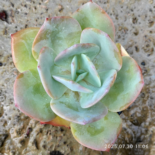 QN778 ホワイトフェニックス(9cm pot)