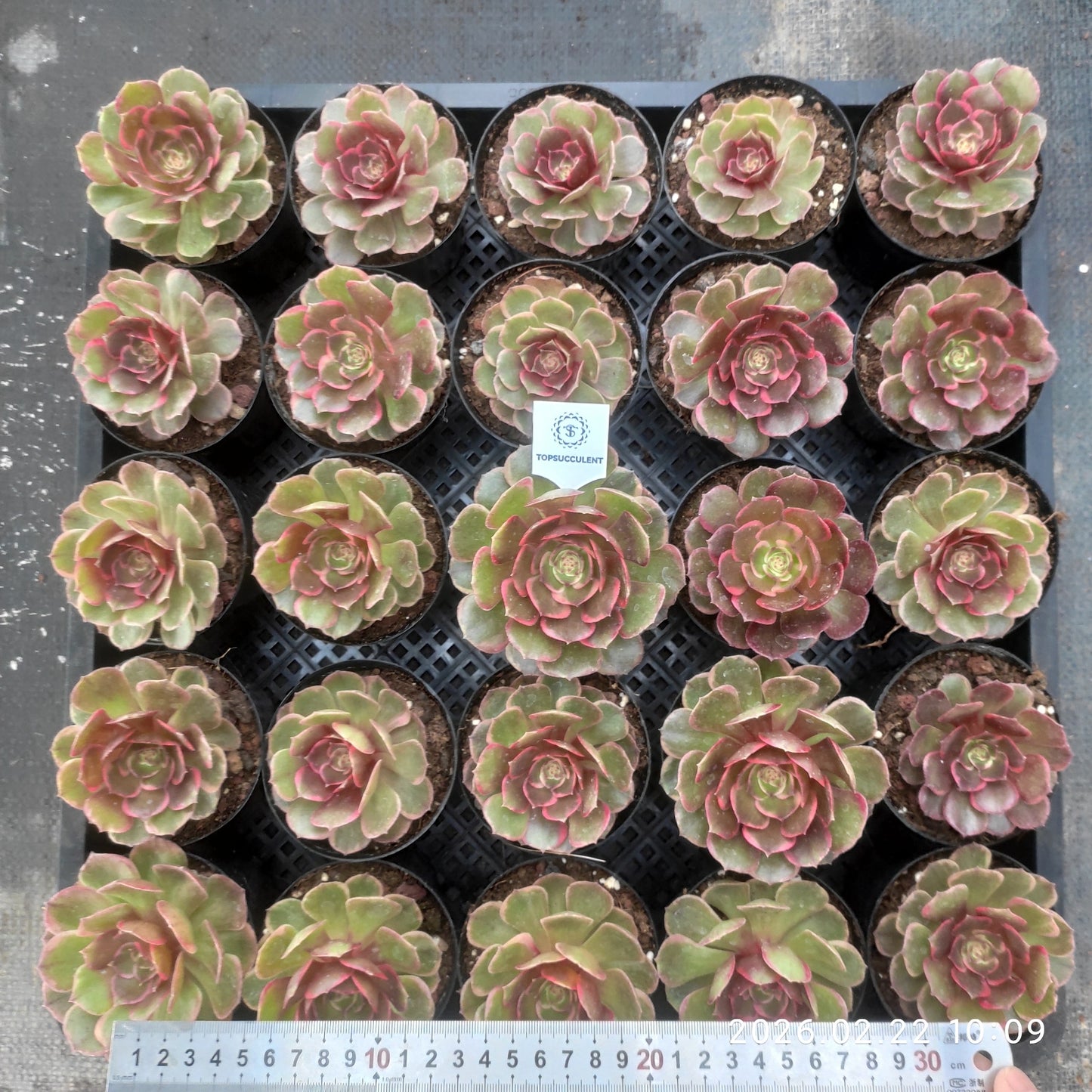 26094 バンクェット