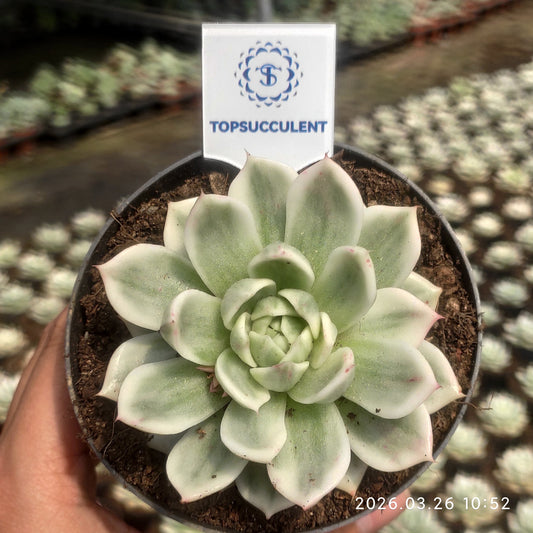 21201 バタフライ錦