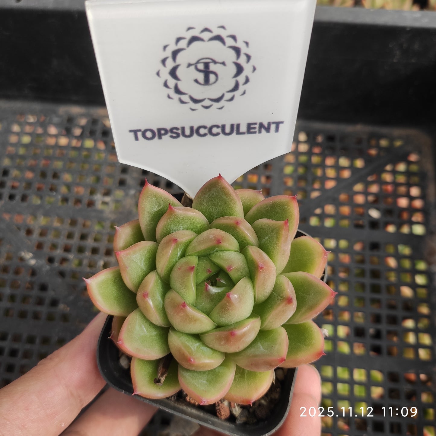 11974 ブライト　ジェニー（7cm pot）