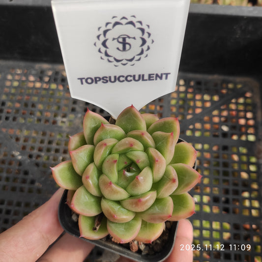 11974 ブライト　ジェニー（7cm pot）