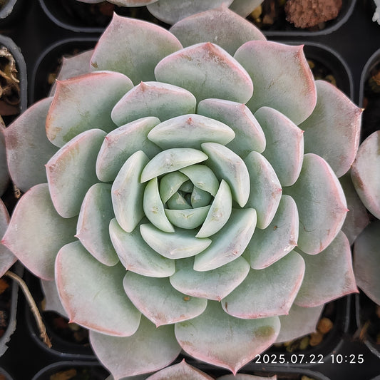 RC098 ピュアラブ（7cm pot）