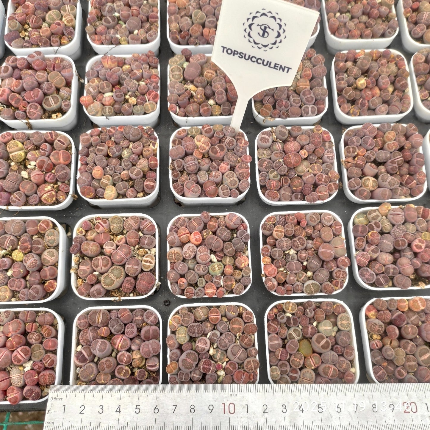 23009 ムラーサーキー　キカショジョックー