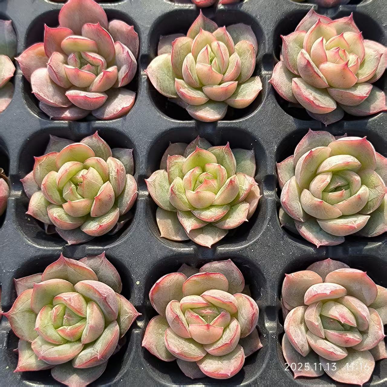 19428 ベリー x シルエット（3cm pot）（ポット苗）