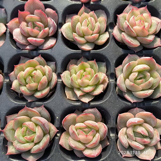 19428 ベリー x シルエット（3cm pot）（ポット苗）