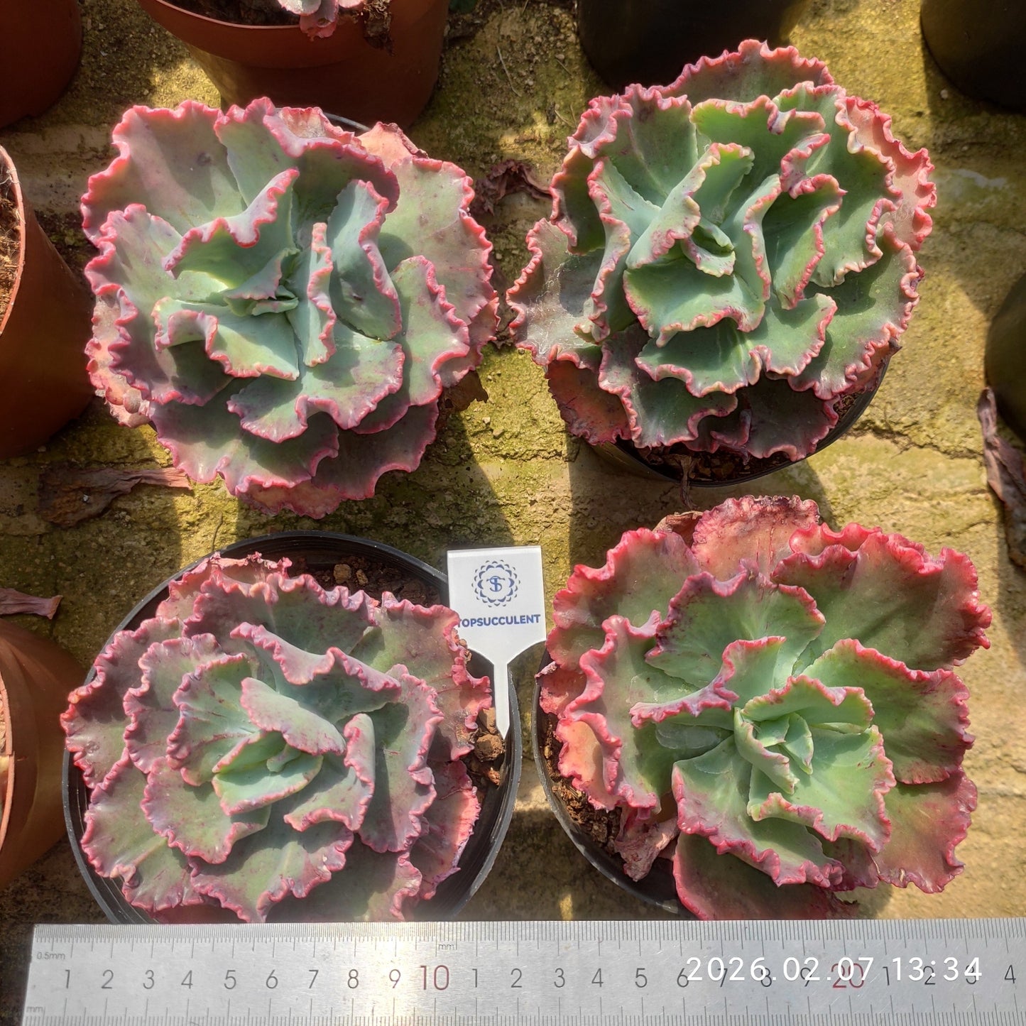 19831 ディック ライト