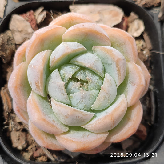 MMY1238 マキアート（6.3cm pot）