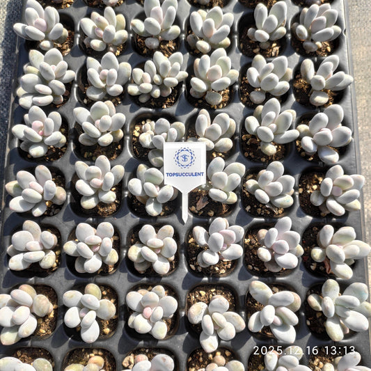 23709 オーベファーラム（3cm pot）