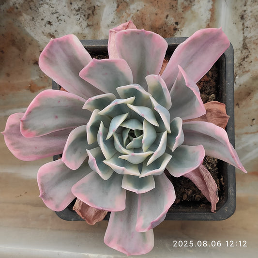 THH047 インブリカータ錦（12cm pot）