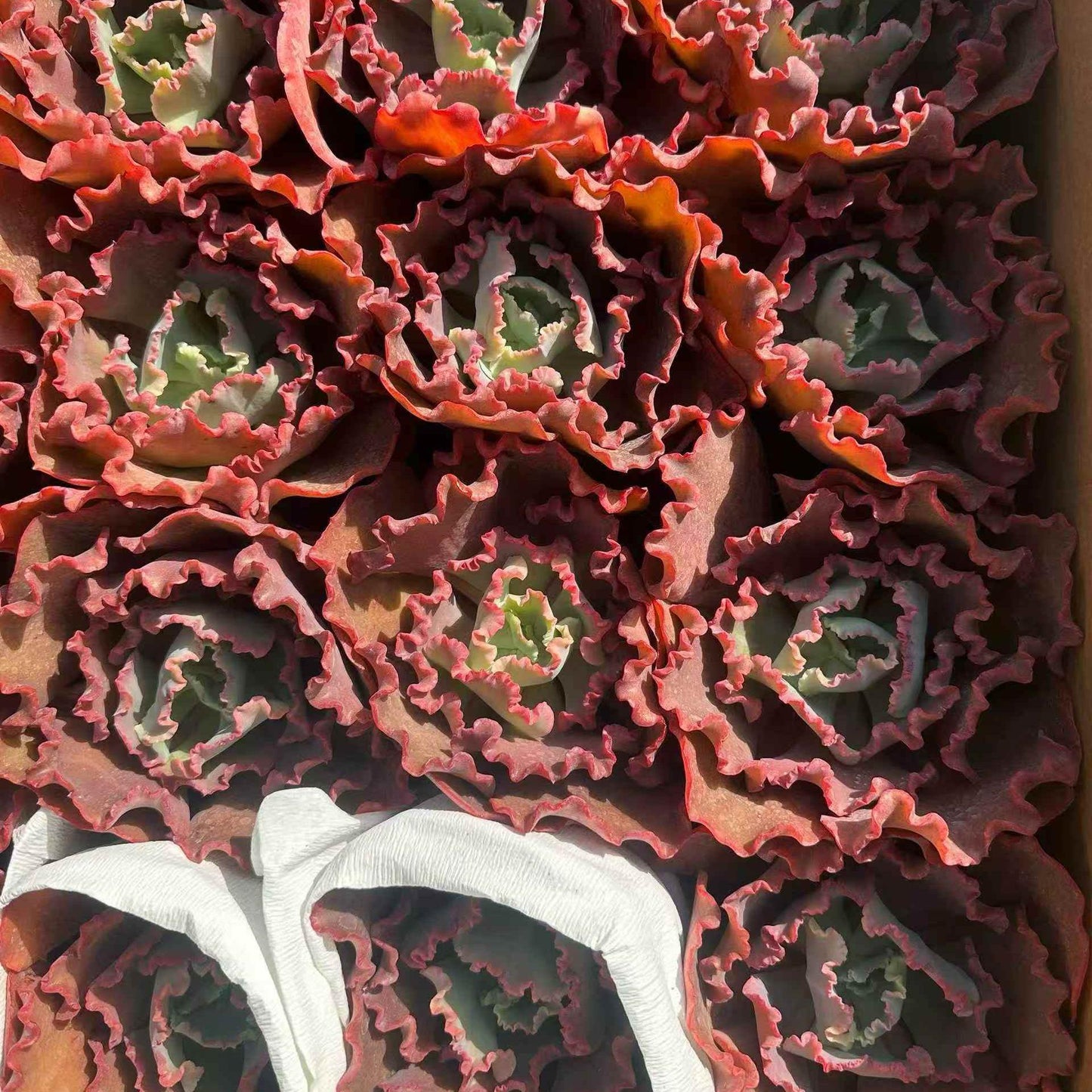 24065 メリディアン