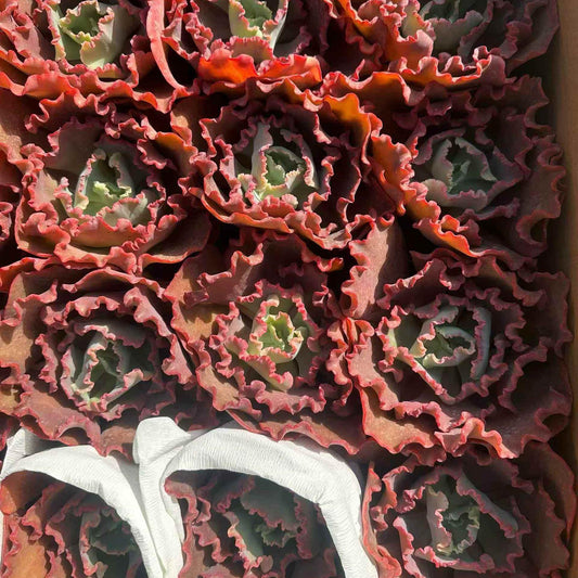 24065 メリディアン