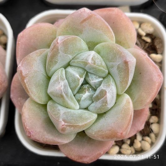 MMY1168 アイス　グリーン（5.5cm pot）