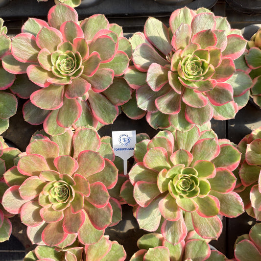 24633 ピンク　クラウン