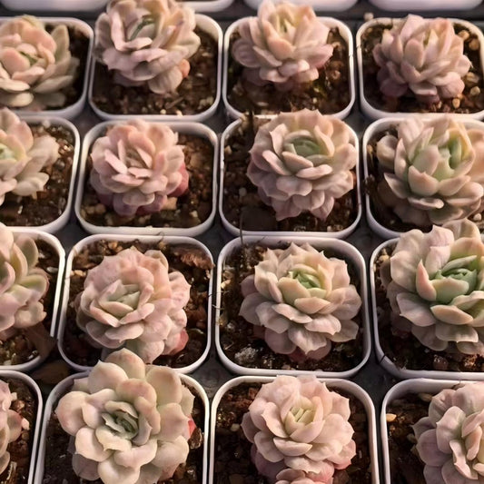 25774 バブル　クロス