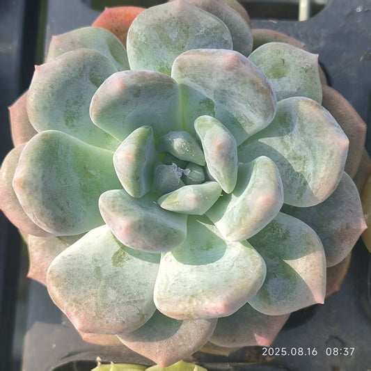 LG787 マルヒメ(6.5cm pot)