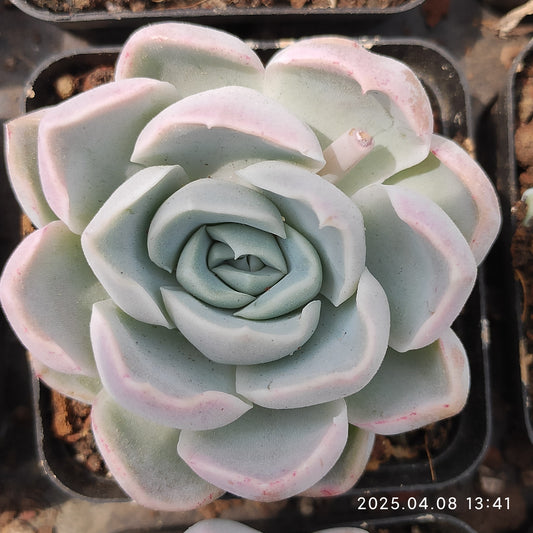 WWA364 ファット　タイガー Hyb（50cm pot）